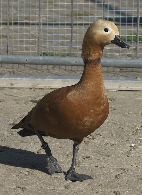 应该